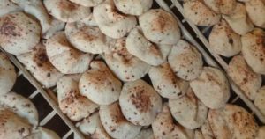 202111031233423342