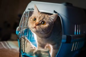 Images (29)