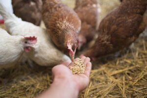 1539177069 618 230154 globalanimalfeedmarket 1024x682