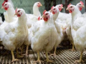 50C76B61 2F7C 4CEF 8E90 F31BDC3AD9FE