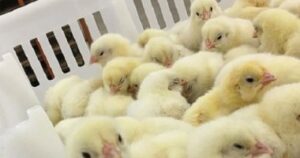 F5B7C20B 6729 4C43 9DF7 B8ECDE33F6B1