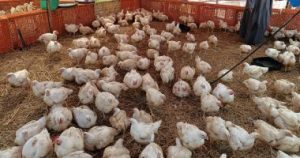 أسعار الدواجن