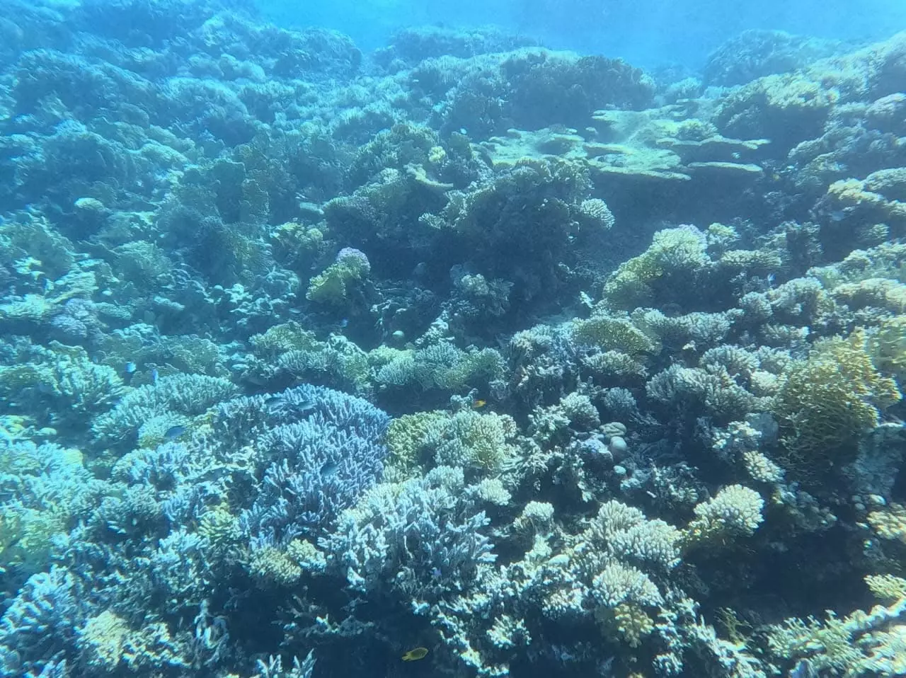 Img 0599