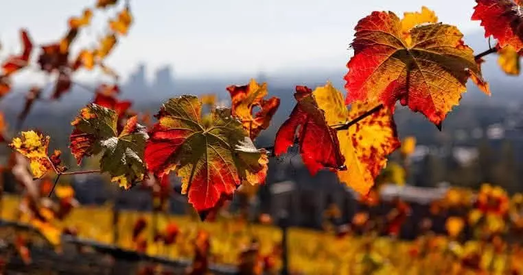 Fb img 1762748693313