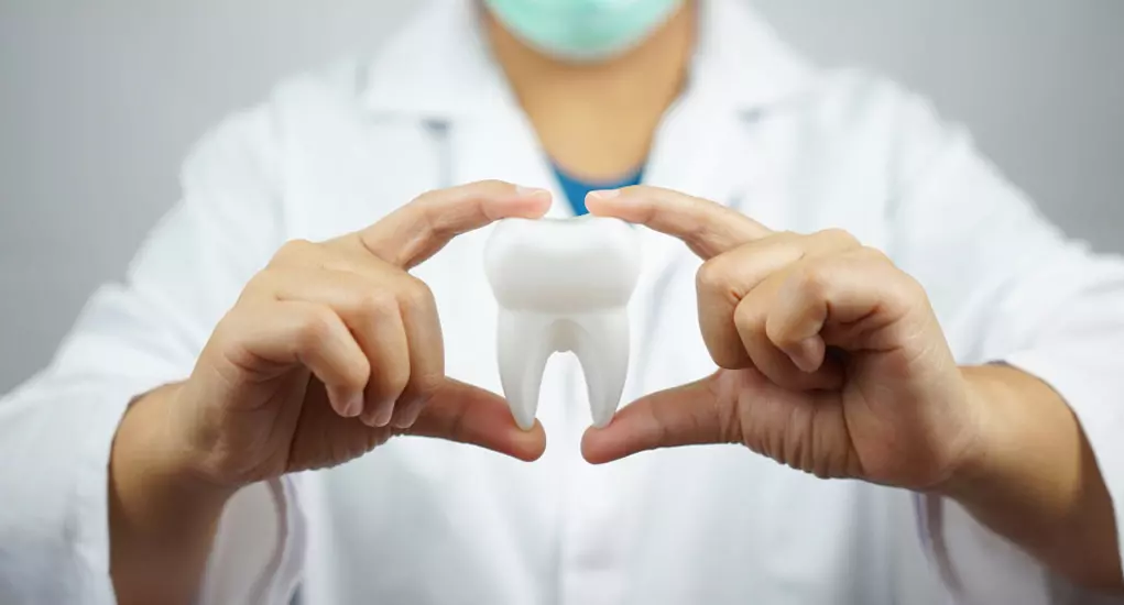 Female dentist holding tooth model 1