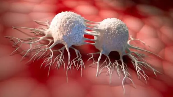 877558020720241214110242242